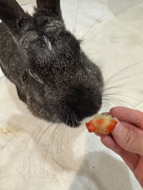 CAT NOIR STEALING MY STRAWBERRRIES!!!