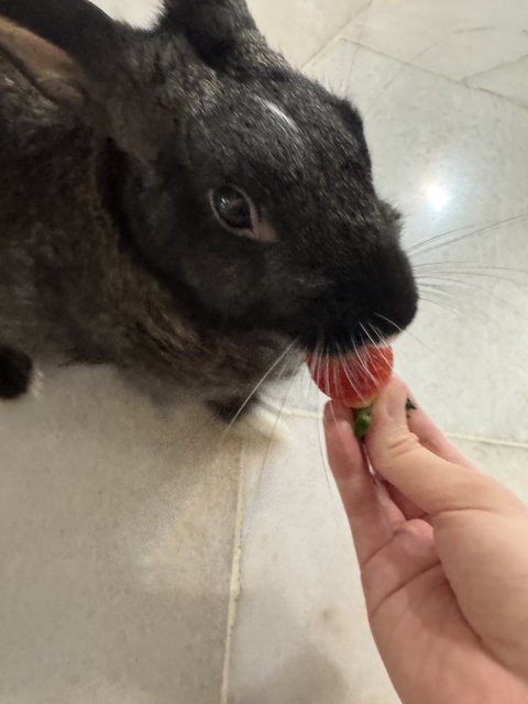 Cat noir eating my strawberries AGAIN