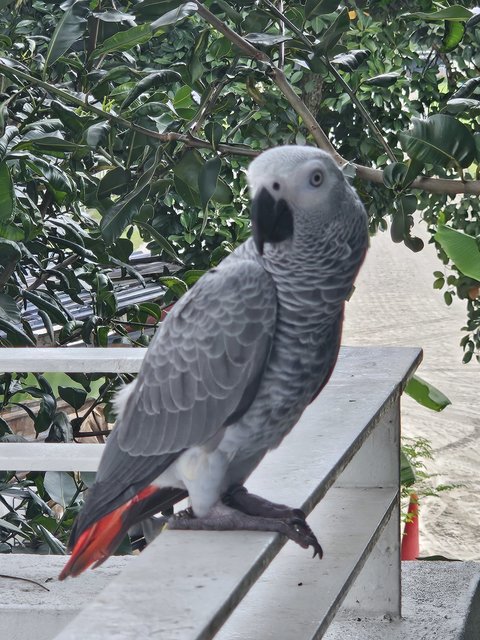 Byeol (Byori)  - African Grey Bird