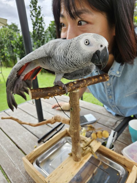 Byeol (Byori)  - African Grey Bird