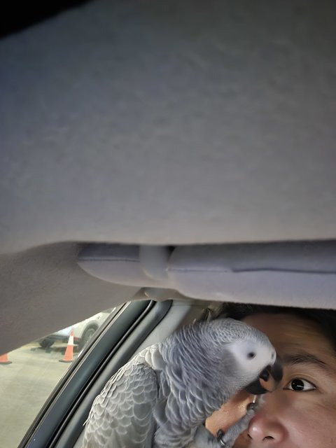 Byeol (Byori)  - African Grey Bird