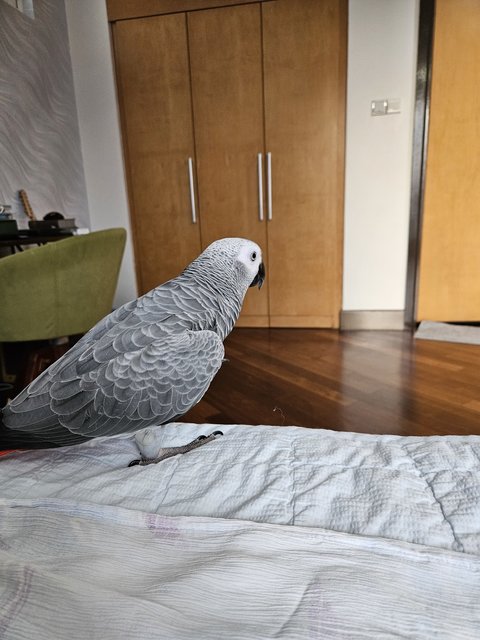 Byeol (Byori)  - African Grey Bird