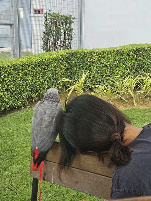 Byeol (Byori)  - African Grey Bird