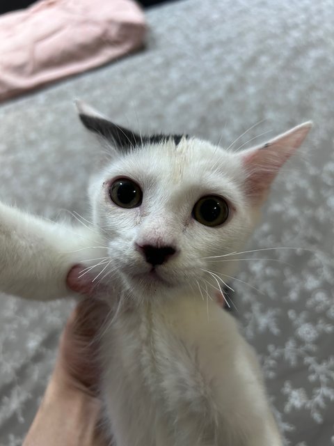 Baby Moo - Domestic Short Hair Cat