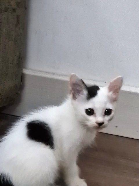 Baby Moo - Domestic Short Hair Cat