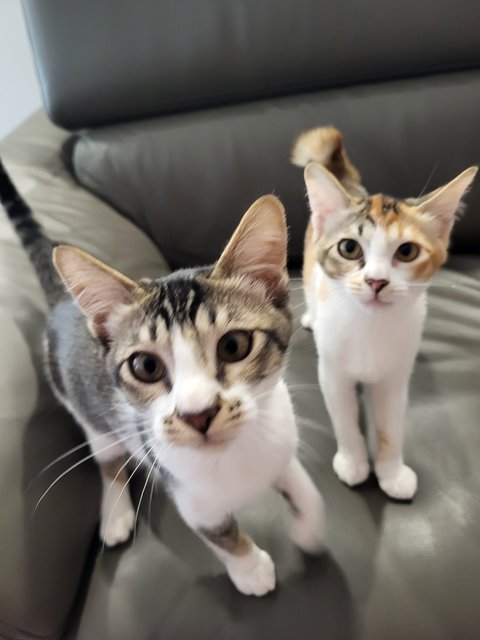 Moo &amp; Stumpy - Domestic Short Hair Cat