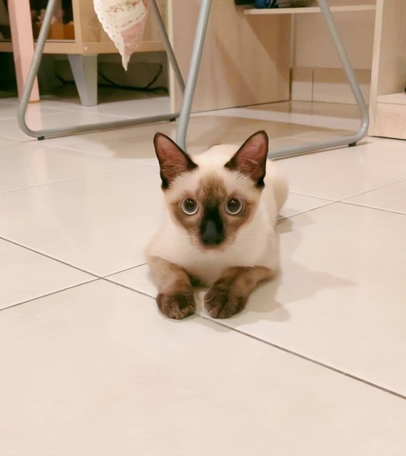 Muuji - Siamese Cat