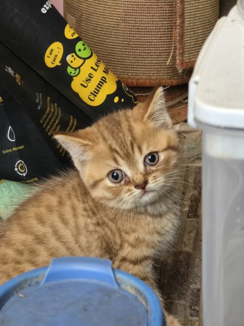 No Name - British Shorthair Cat