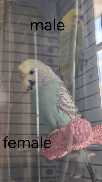 Budgie - Budgie/Budgerigar Bird