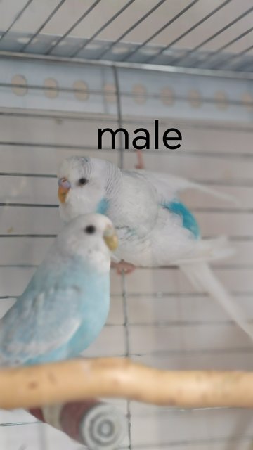 Budgie - Budgie/Budgerigar Bird