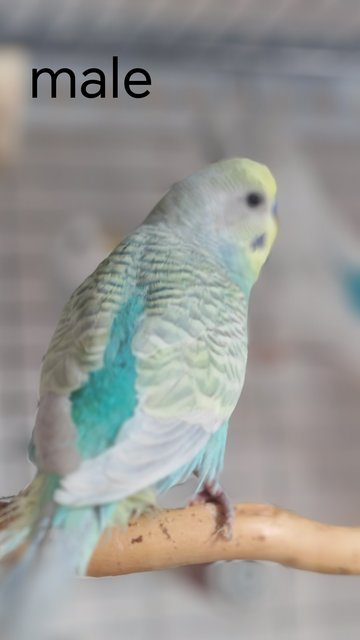Budgie - Budgie/Budgerigar Bird