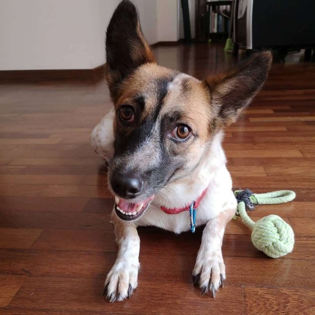 Ruby Mix Jackrussel - Mixed Breed Dog