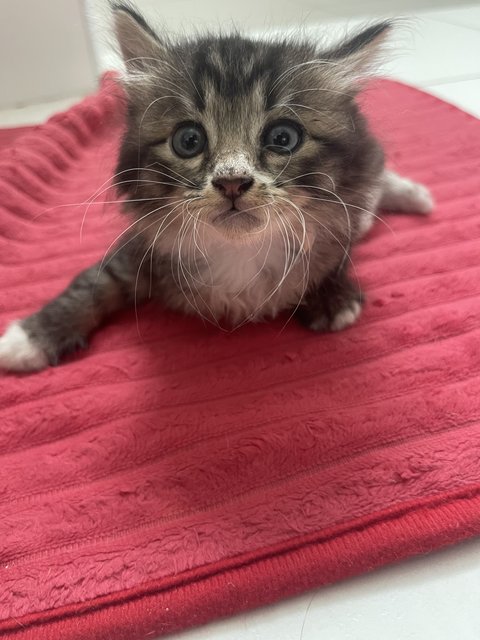 Tiny - Domestic Long Hair Cat