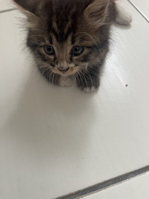 Tiny - Domestic Long Hair Cat