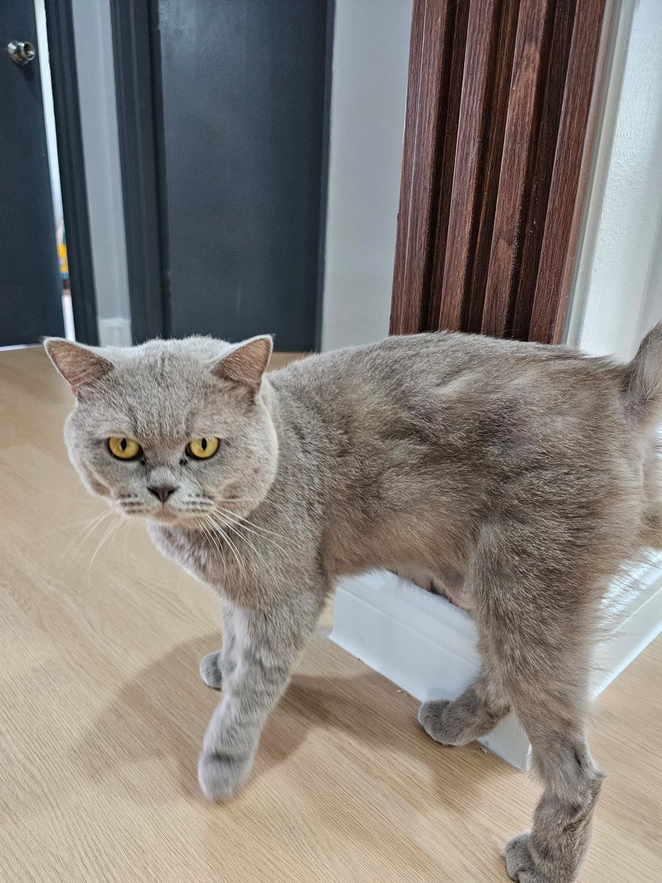 Leo (Neglected By Owner) - British Shorthair Cat