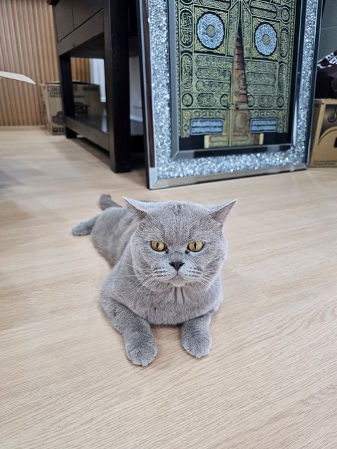 Leo (Neglected By Owner) - British Shorthair Cat