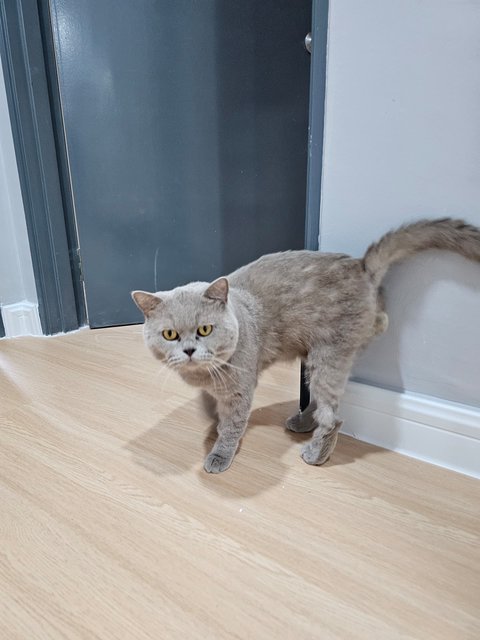 Leo (Neglected By Owner) - British Shorthair Cat