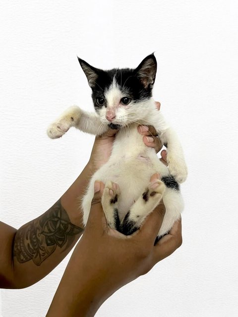 Yee Sang - Domestic Short Hair Cat