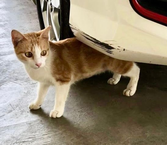 Marble Ginger  - Domestic Short Hair Cat