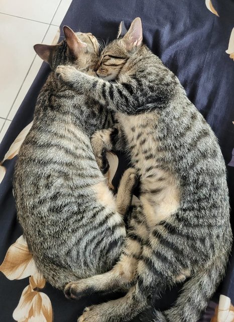 Twin Boys (Adopt Together) - Domestic Short Hair Cat