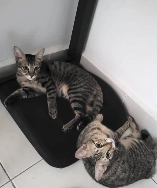 Twin Boys (Adopt Together) - Domestic Short Hair Cat