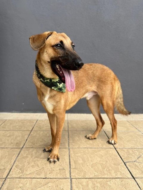 Marlo - Belgian Shepherd Malinois Mix Dog