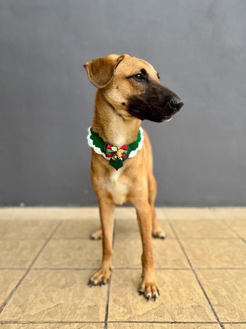 Marlo - Belgian Shepherd Malinois Mix Dog