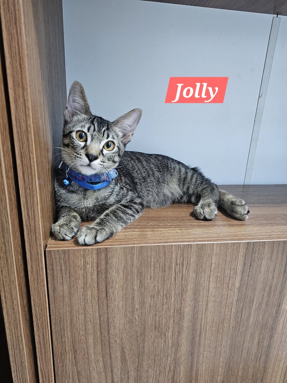 Jolly - Domestic Short Hair Cat