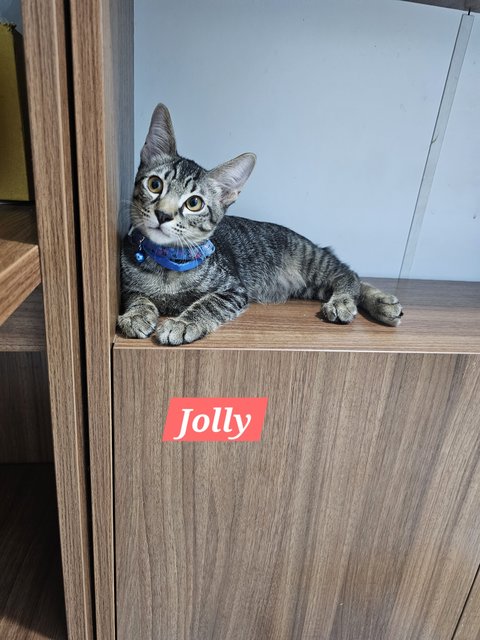 Jolly - Domestic Short Hair Cat