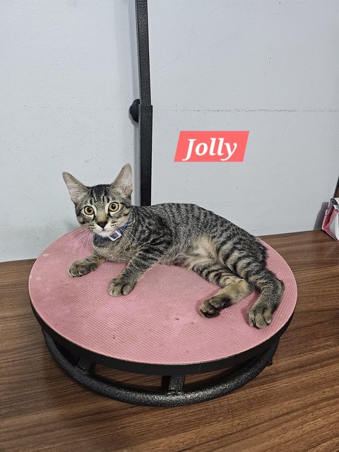 Jolly - Domestic Short Hair Cat