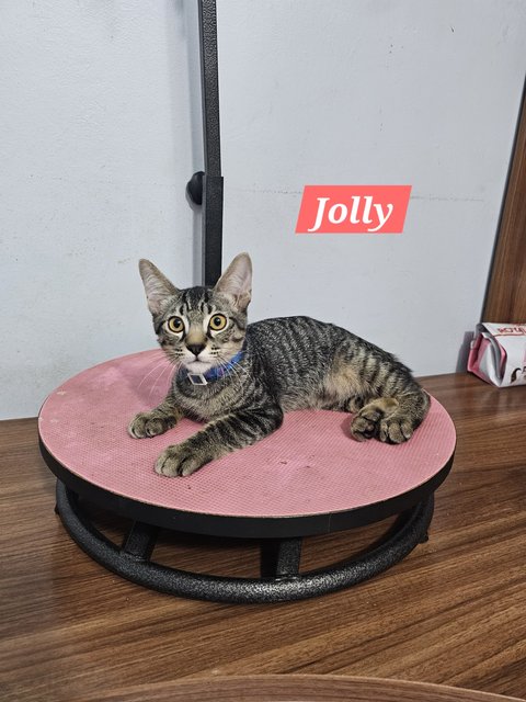 Jolly - Domestic Short Hair Cat