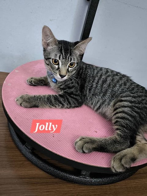 Jolly - Domestic Short Hair Cat