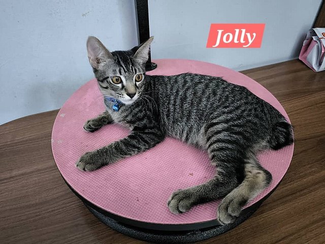 Jolly - Domestic Short Hair Cat