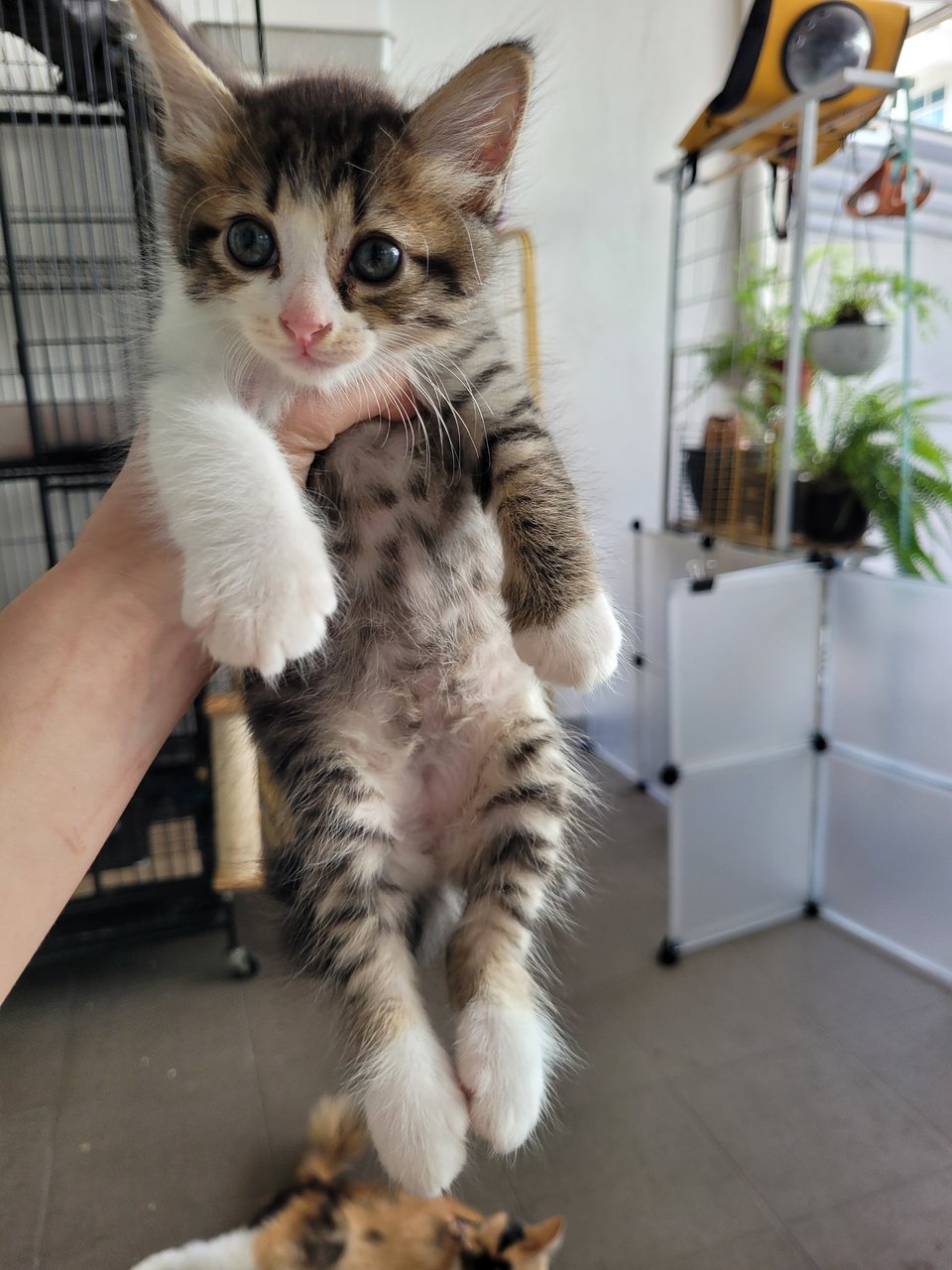 Medium Hair Kittens - Domestic Medium Hair Cat