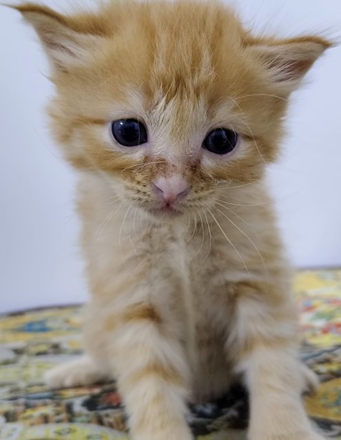 Orange Kitten 🍊 - Domestic Short Hair Cat