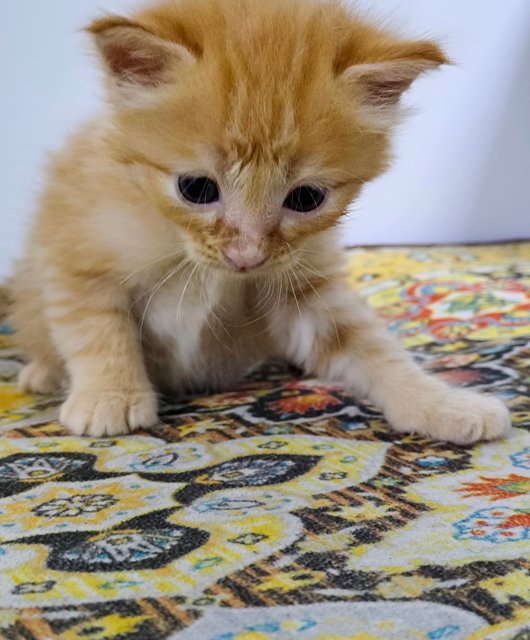 Orange Kitten 🍊 - Domestic Short Hair Cat