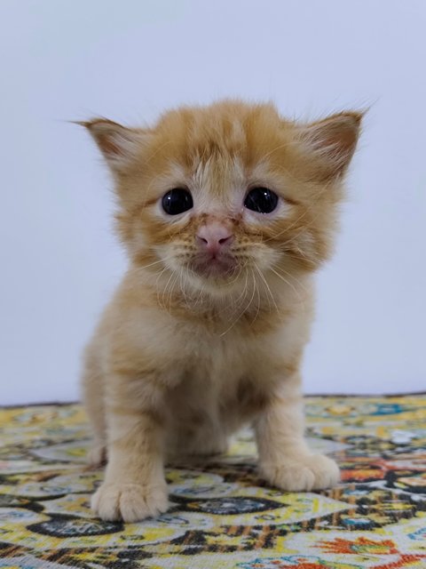 Orange Kitten 🍊 - Domestic Short Hair Cat