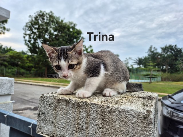 3 Flower Girls - Domestic Short Hair Cat