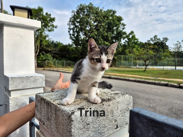 3 Flower Girls - Domestic Short Hair Cat