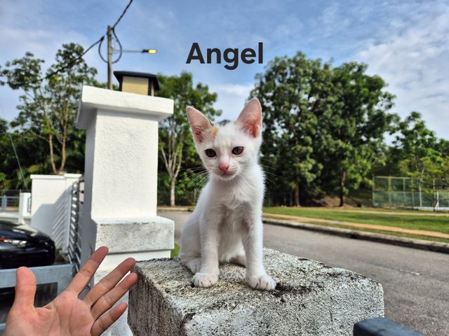 3 Flower Girls - Domestic Short Hair Cat