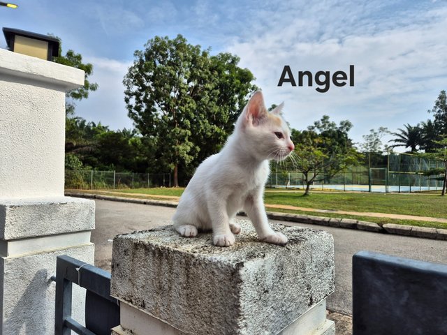 3 Flower Girls - Domestic Short Hair Cat