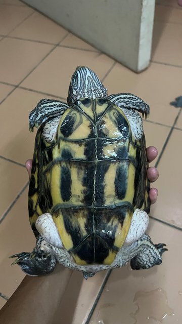 Shelly - Tortoise Reptile