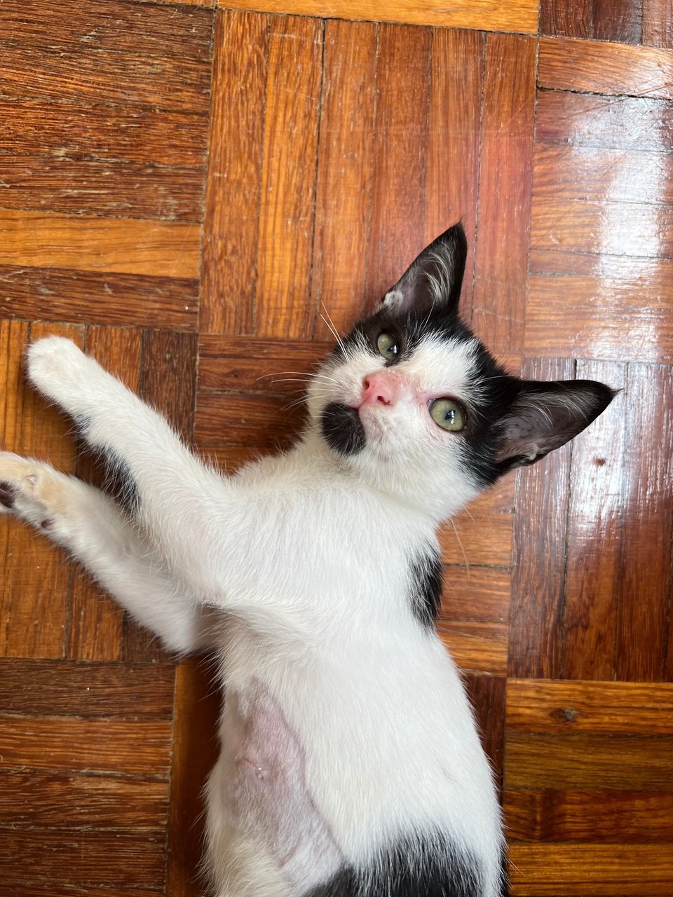 Yee Sang - Tuxedo Cat