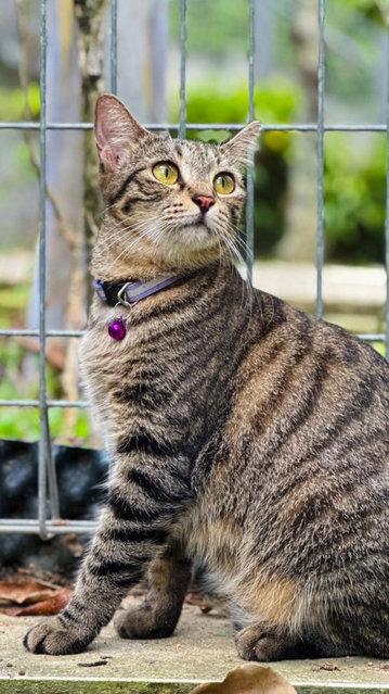 Chocky - Domestic Short Hair Cat