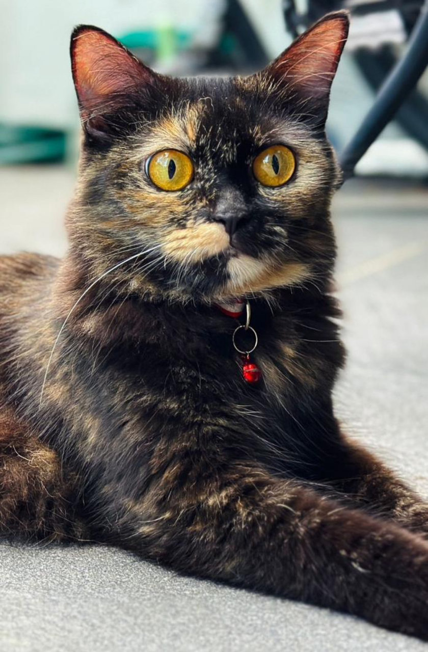 Fluffy  - Domestic Long Hair Cat