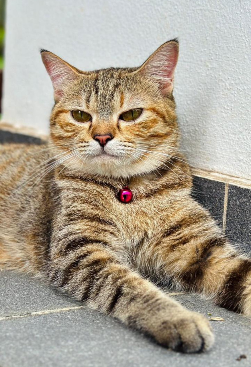 Chubby - Domestic Short Hair Cat