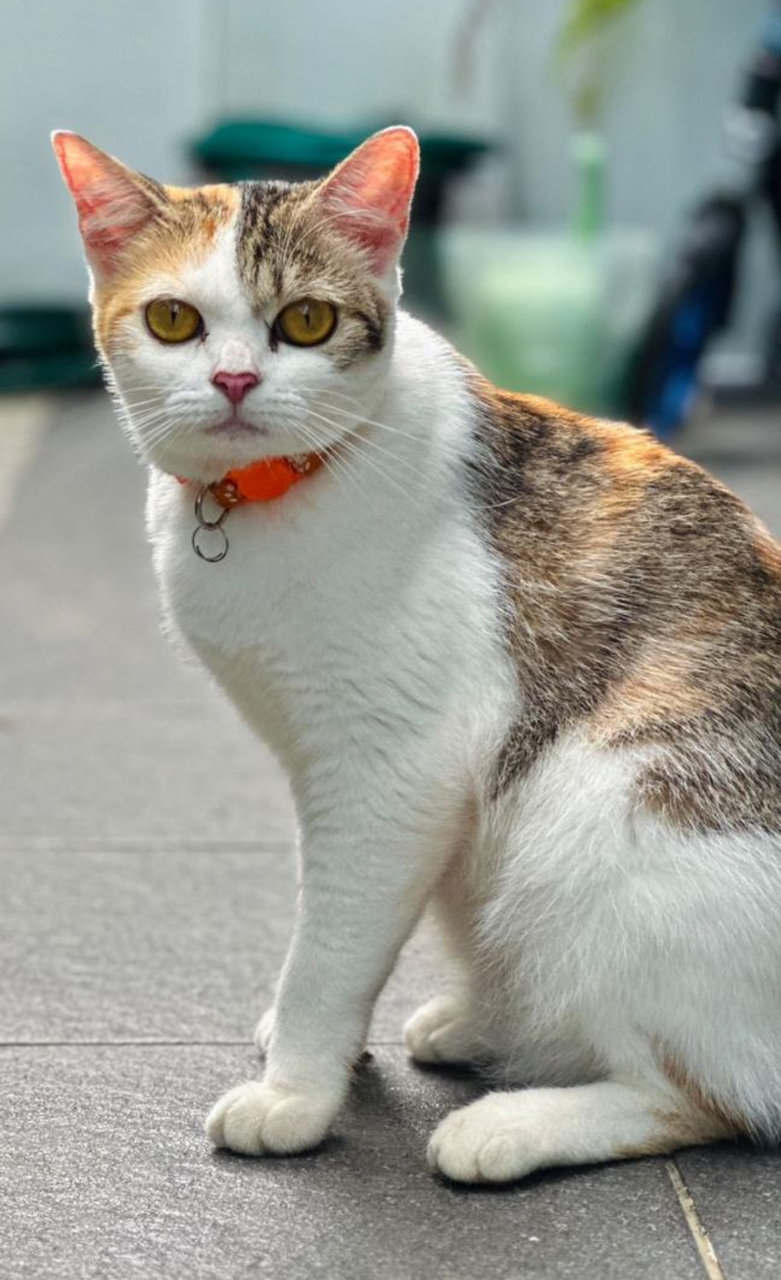 Caramel - Domestic Short Hair Cat