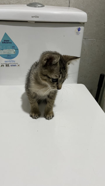 Cheeky - Domestic Short Hair Cat