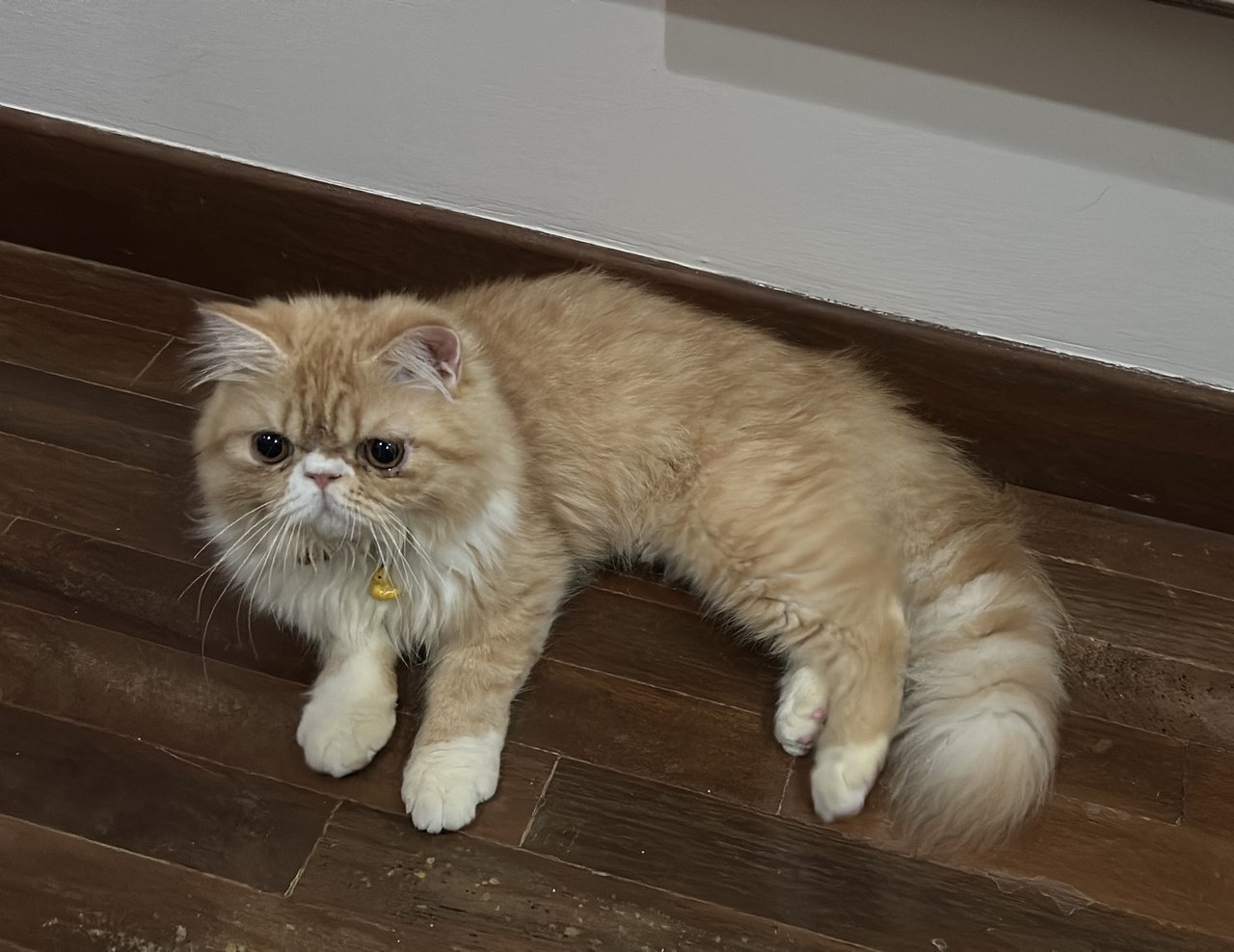 Mochi - Persian Cat