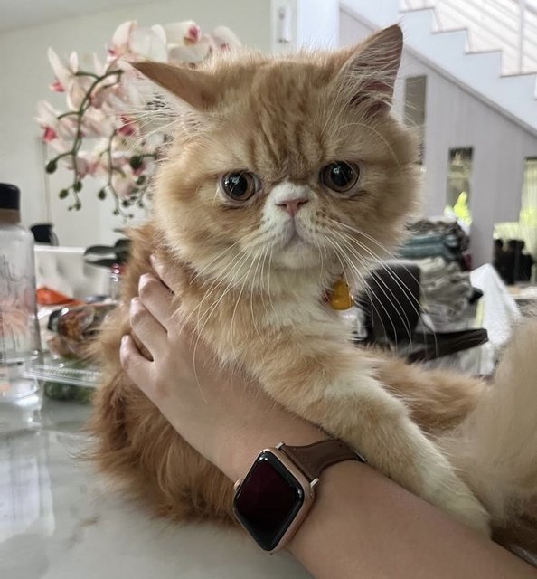 Mochi - Persian Cat